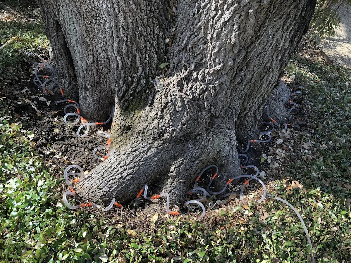 Detailed Tree Cabling and Bracing job site in Muscle Shoals