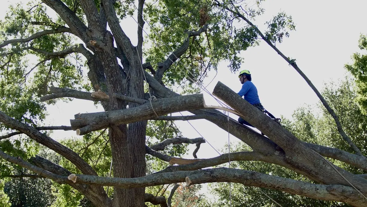 Professional Hazardous Tree Removal performed by certified arborists in Muscle Shoals