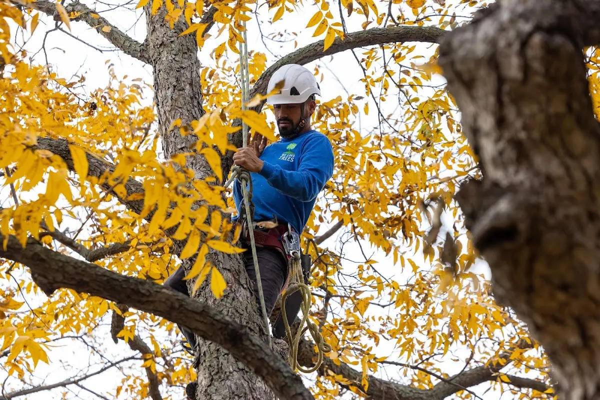 Skilled Tree Pruning crew working in Muscle Shoals