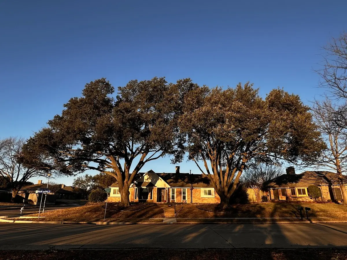 Established residential canopy tree shading a home in Muscle Shoals
